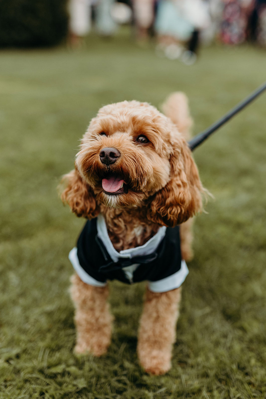 Happy Cavoodle in a tuxedo vest on the lawn at a wedding