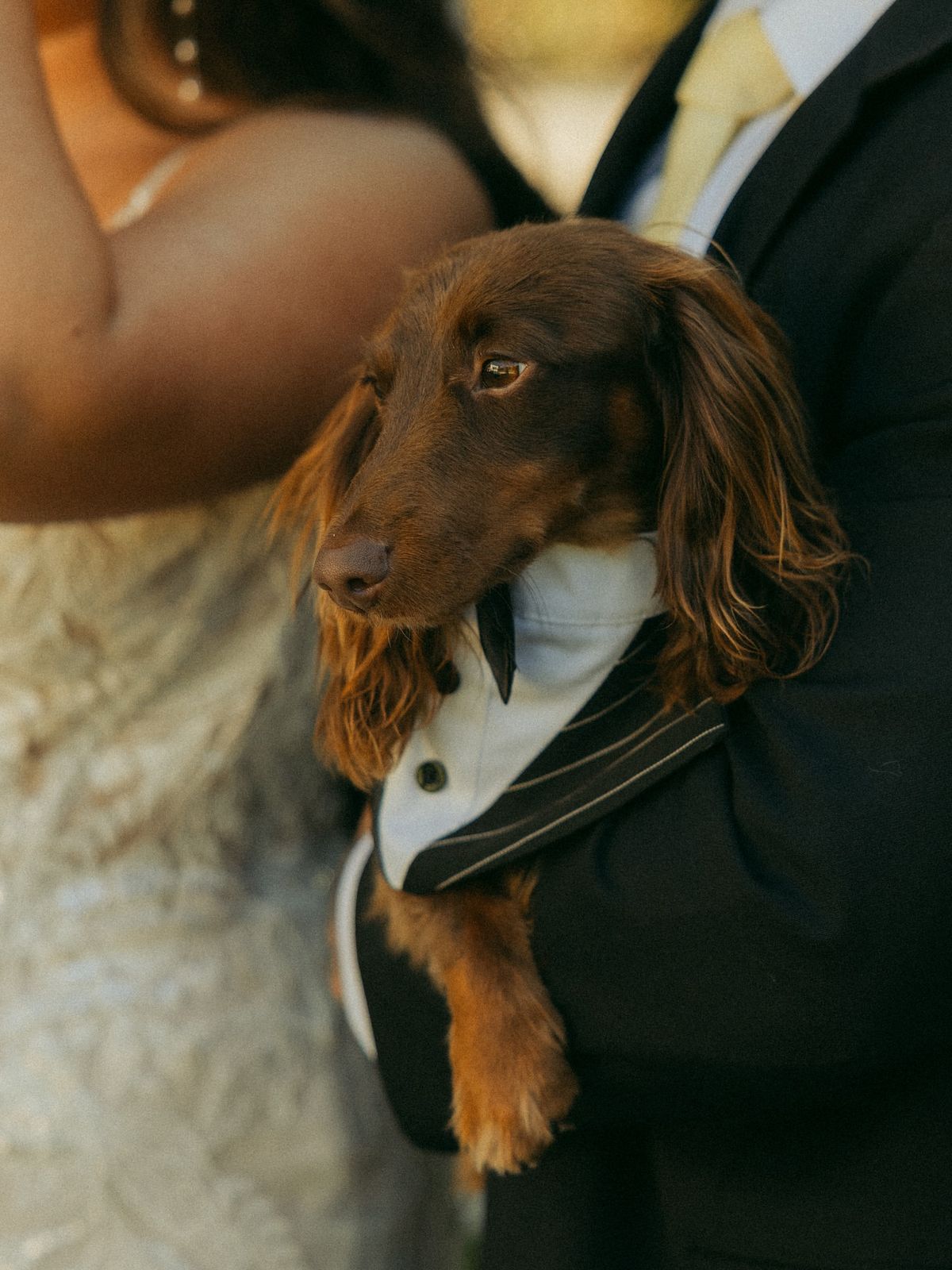 Bride holding her Dachshund in a tuxedo at their wedding