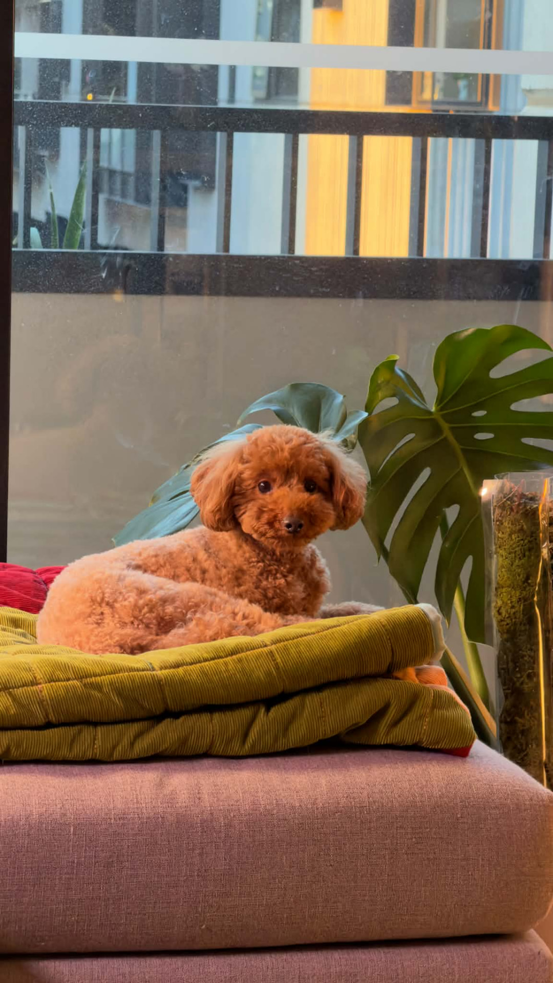 Red Poodle resting on a soft blanket by the window at the boutique boarding retreat