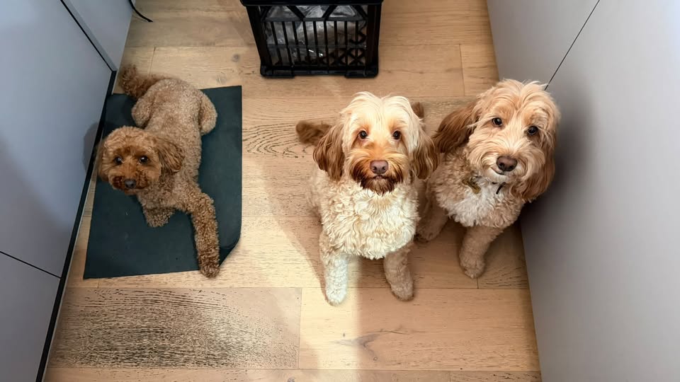 Three Oodles waiting together in the kitchen at The Little Canine Retreat