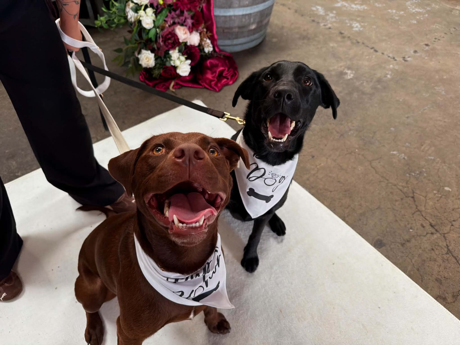 Chocolate and black dogs wearing white wedding bandanas beside ceremony flowers