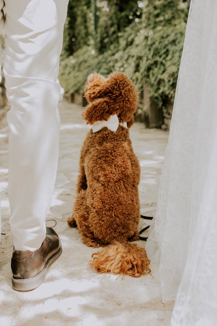 Red Oodle with a white bow tie watching the ceremony from the aisle