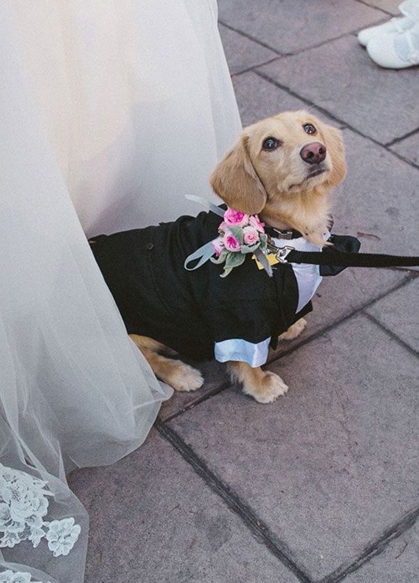 Dog in a tuxedo jacket sitting beside the bride's gown at the ceremony