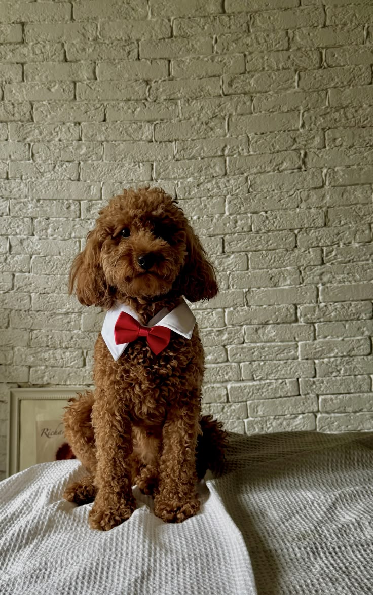 Red Toy Poodle in a white collar and red bow tie ready for a wedding