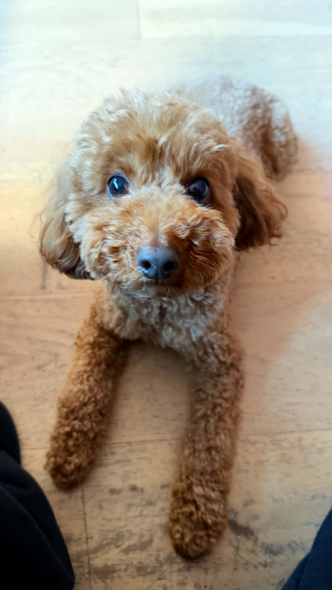 Red Toy Poodle lying on the floor during a relaxed home boarding stay