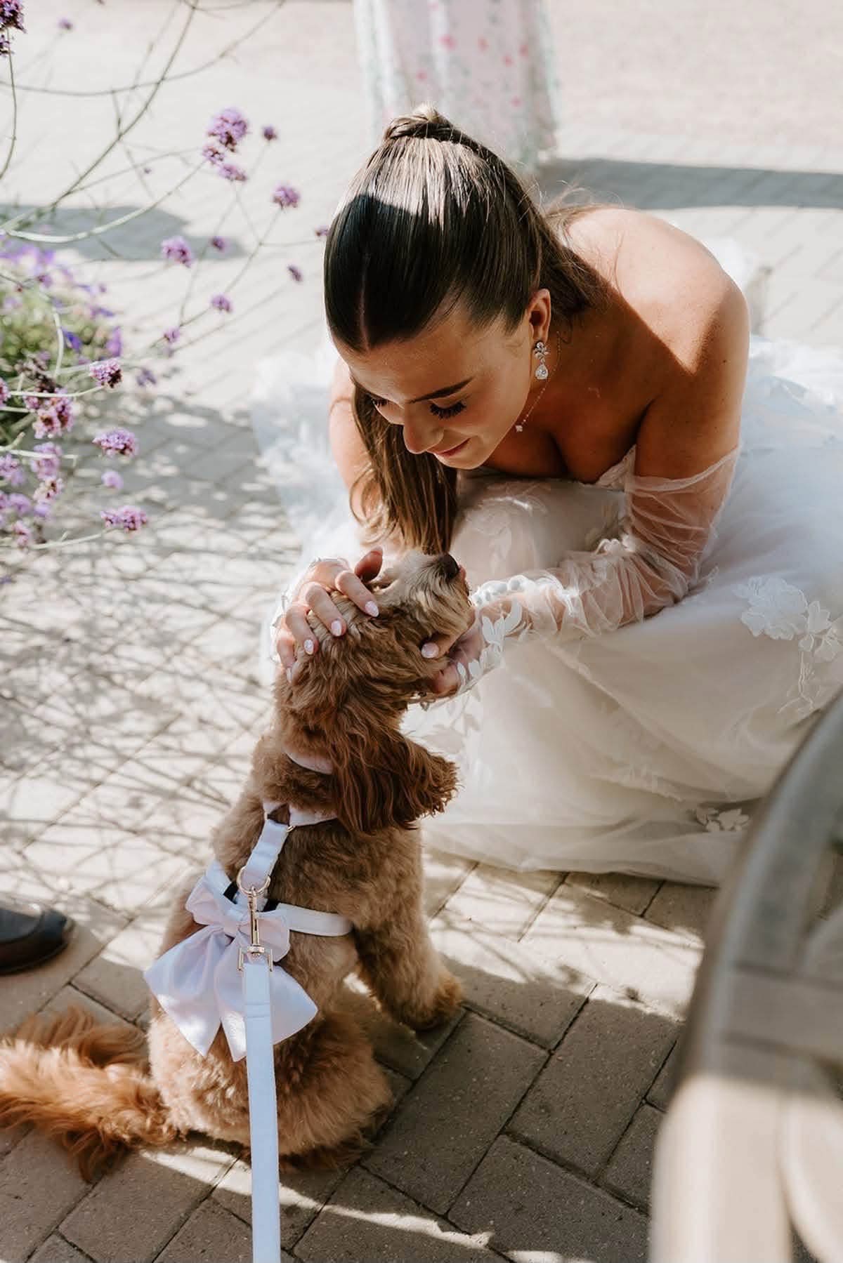 Bride in her wedding gown patting her dog wearing a white bow harness at their Melbourne wedding