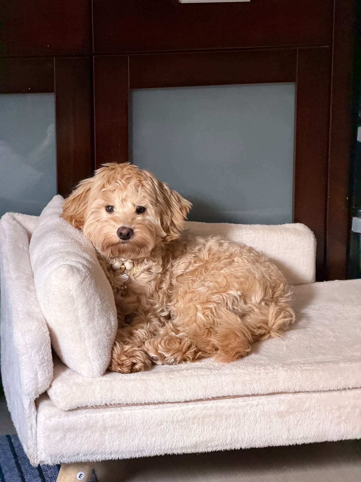 Apricot Cavoodle resting on a cosy dog sofa during boutique boarding in Melbourne
