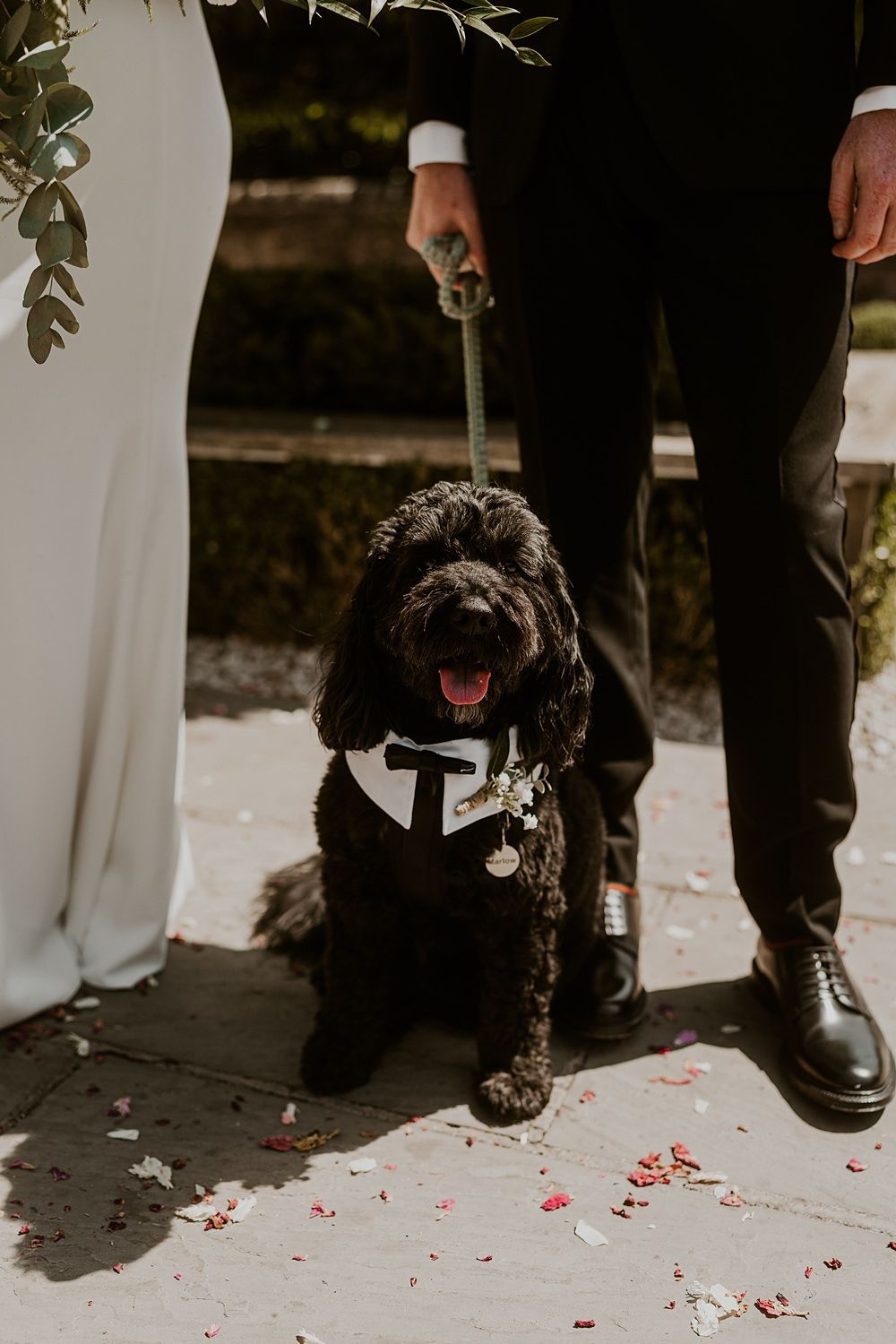 Black Oodle in a tuxedo bib on leash beside the couple at the ceremony