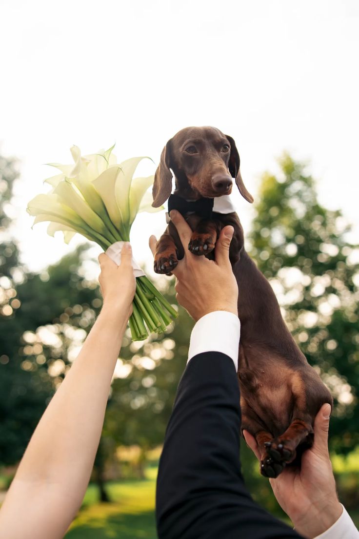 Groom lifting a Dachshund in a bow tie beside the bride's white bouquet