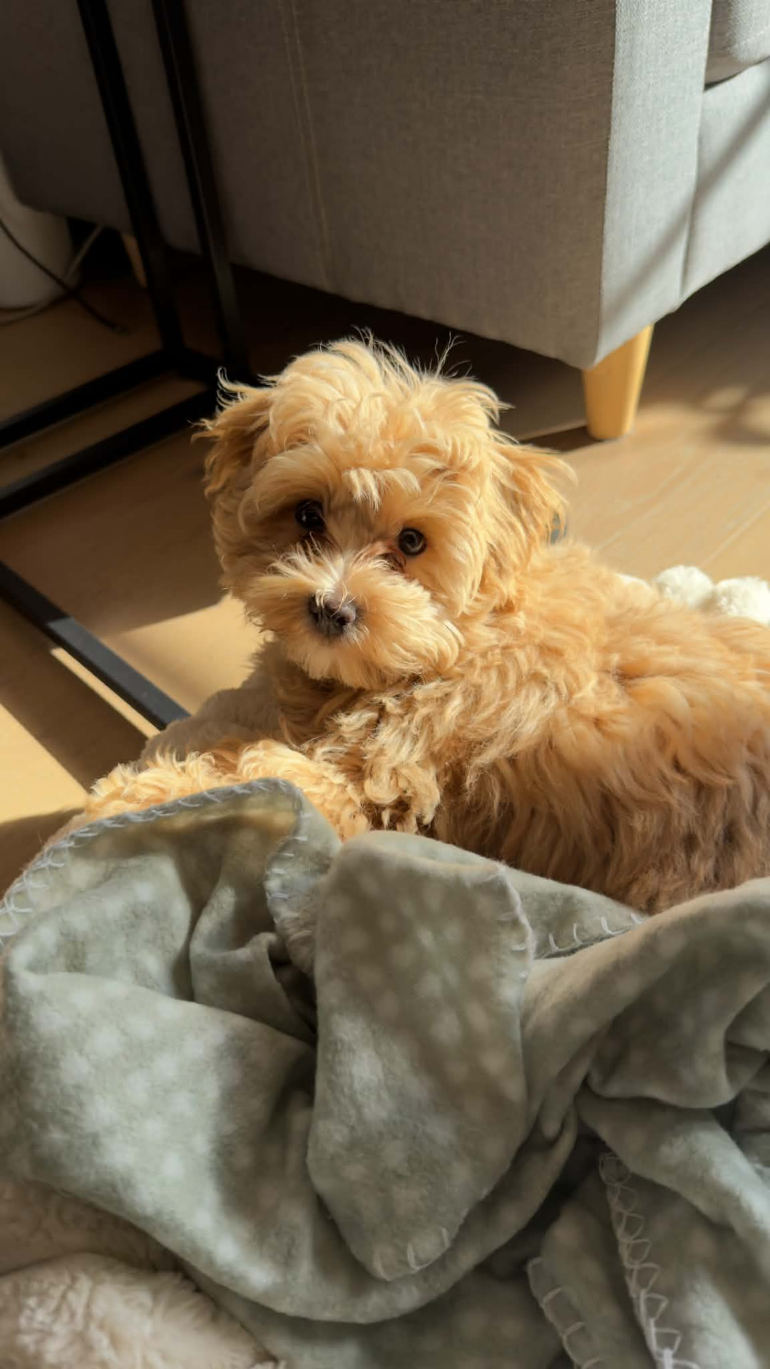 Small Moodle puppy settling in on a soft blanket during its boarding stay