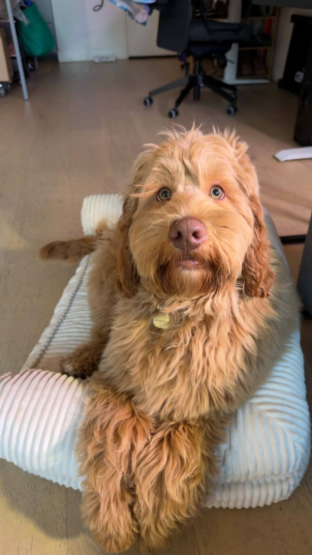 Brown Labradoodle relaxing on a cosy bed during boutique dog boarding