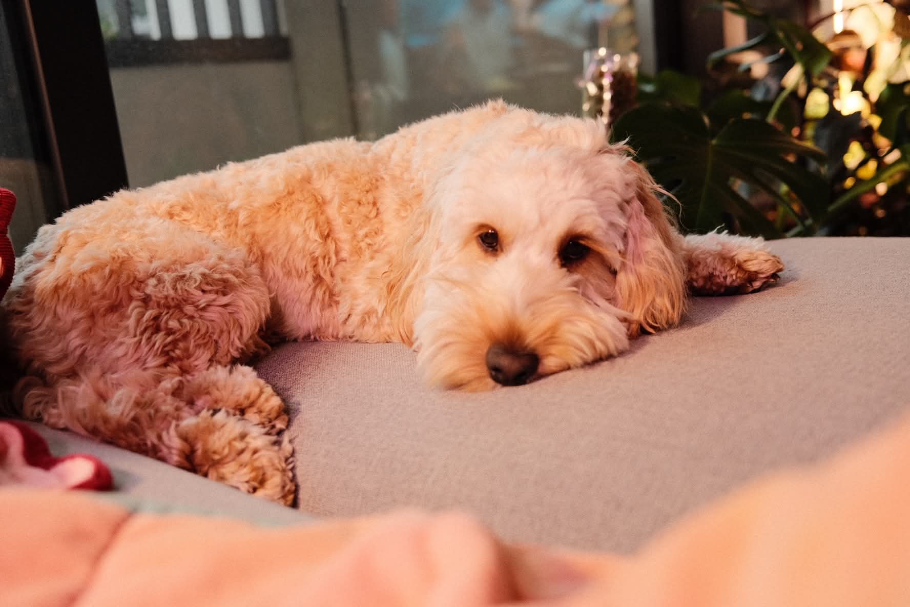 Cream Groodle relaxing on the couch during boutique home dog boarding at The Little Canine Retreat in Melbourne