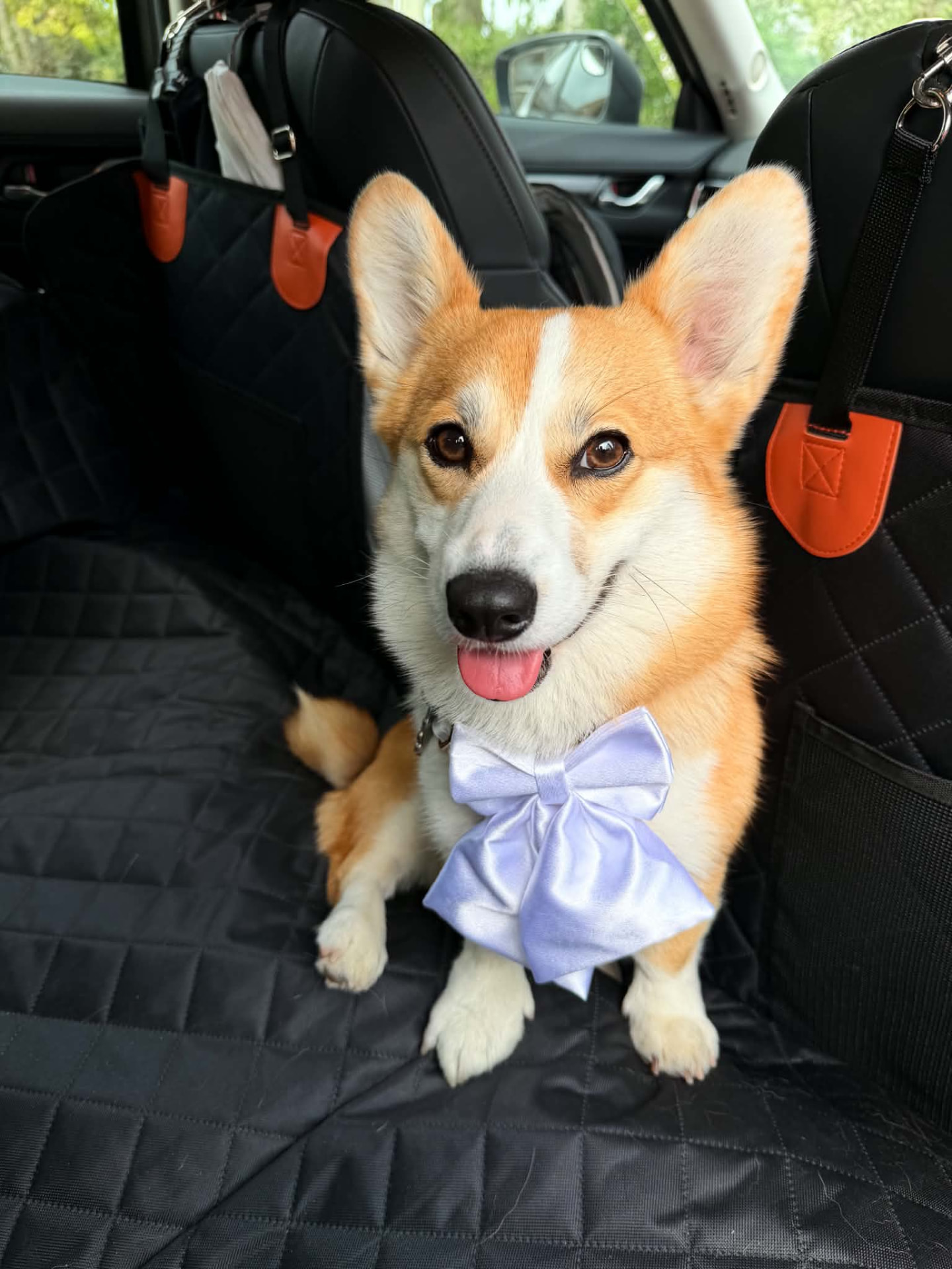 Corgi wearing a lilac bow tie travelling safely in the car to a wedding