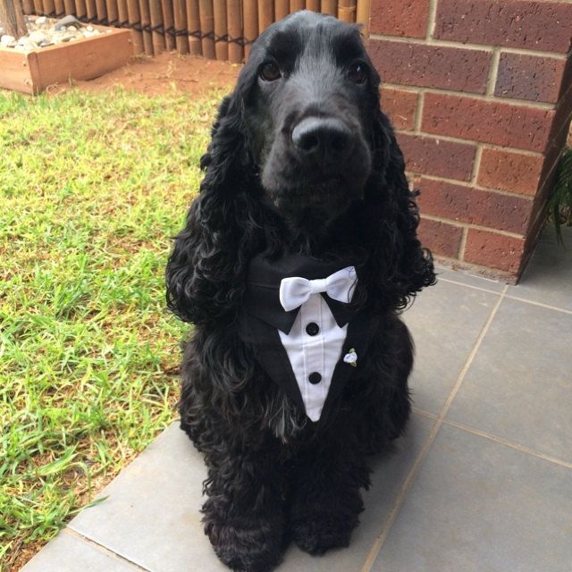 Black Cocker Spaniel in a tuxedo with a white bow tie
