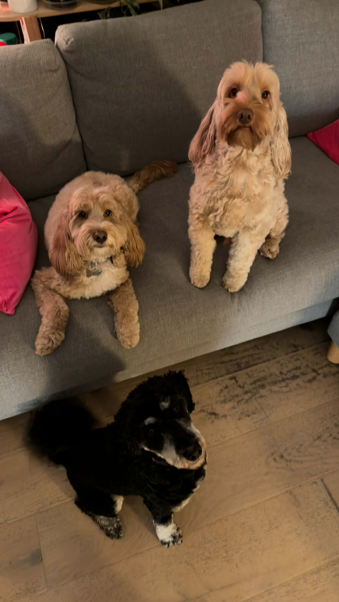 Two Spoodles and a black Poodle keeping company on the couch during their boarding stay