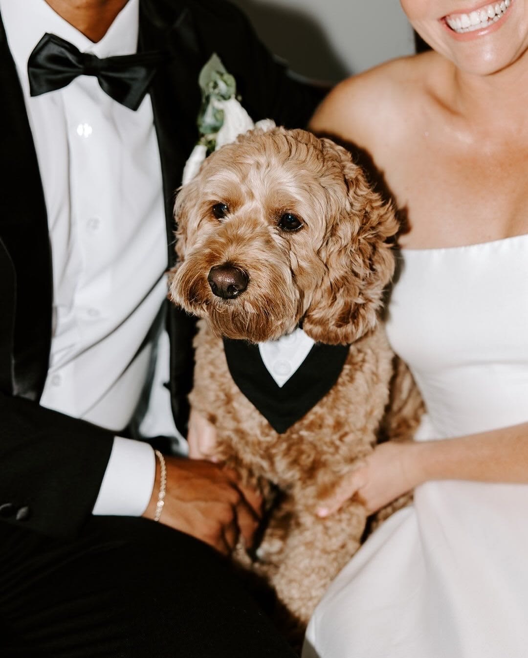 Oodle in a black bandana sitting with the bride and groom