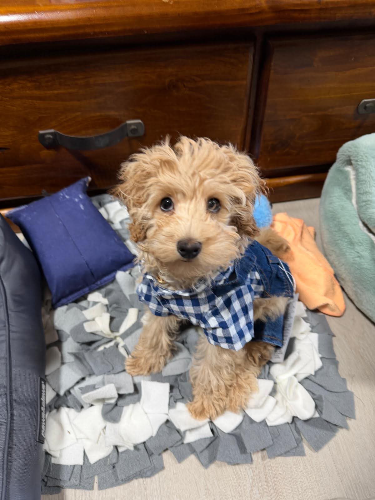 Cavoodle puppy in a blue check shirt playing on a snuffle mat during a boarding stay